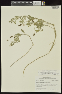 Phyla nodiflora image