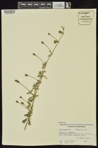 Phyla nodiflora image