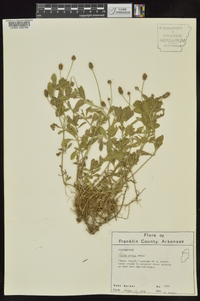 Phyla nodiflora image