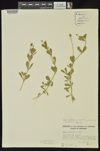 Phyla nodiflora image