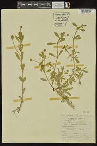 Phyla nodiflora image