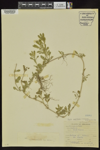 Phyla nodiflora image