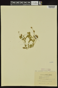 Phyla nodiflora image