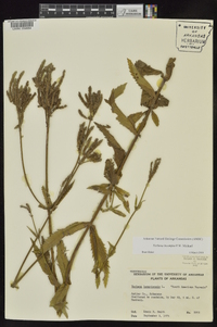 Verbena incompta image