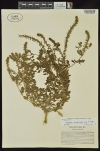 Verbena bracteata image