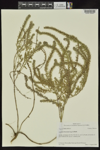 Verbena bracteata image