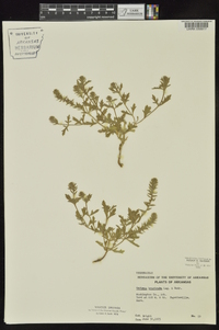 Verbena bracteata image