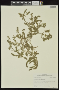 Verbena bracteata image