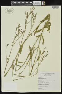 Verbena brasiliensis image