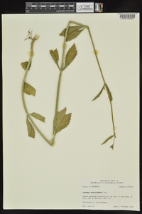 Verbena brasiliensis image