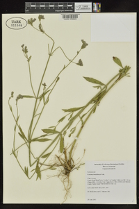 Verbena brasiliensis image