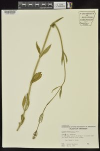 Verbena brasiliensis image