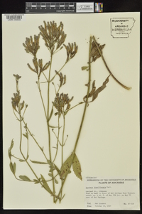 Verbena brasiliensis image