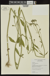 Verbena brasiliensis image