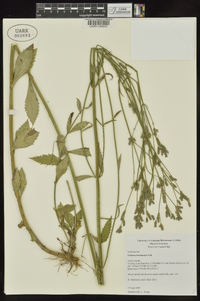 Verbena brasiliensis image