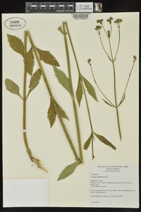 Verbena brasiliensis image