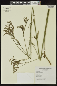 Verbena brasiliensis image