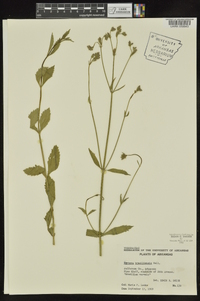 Verbena brasiliensis image