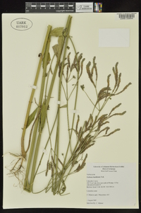 Verbena brasiliensis image