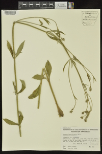 Verbena brasiliensis image