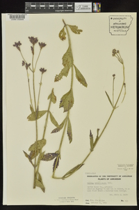 Verbena brasiliensis image