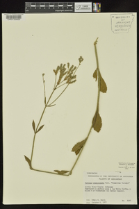 Verbena brasiliensis image