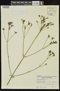 Verbena brasiliensis image