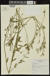 Verbena brasiliensis image