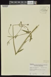 Verbena brasiliensis image