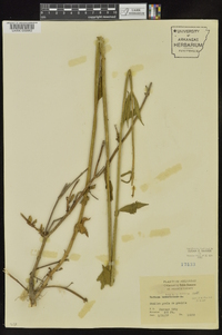 Verbena brasiliensis image