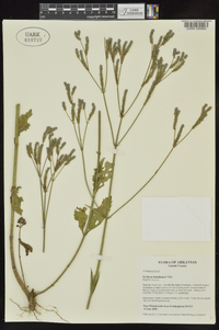 Verbena brasiliensis image