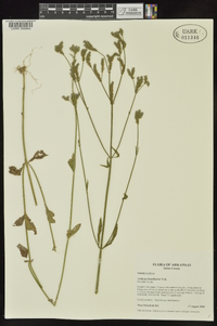 Verbena brasiliensis image