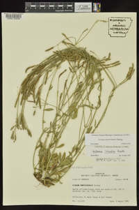 Verbena montevidensis image