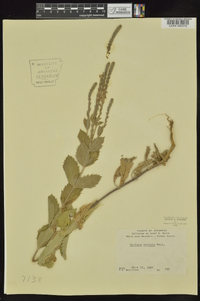 Verbena stricta image