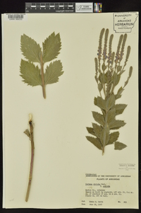 Verbena stricta image