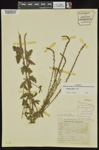 Verbena xutha image