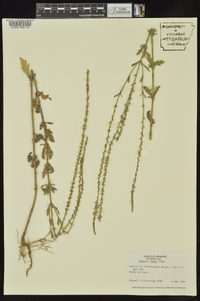 Verbena xutha image