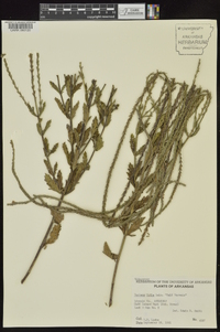 Verbena xutha image