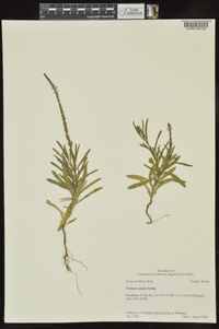 Verbena simplex image