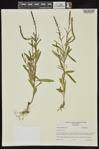 Verbena simplex image