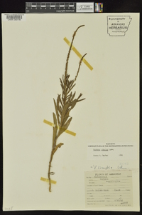 Verbena simplex image