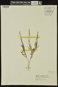 Verbena simplex image