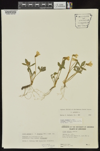 Viola palmata image