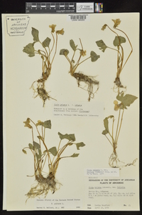 Viola palmata image