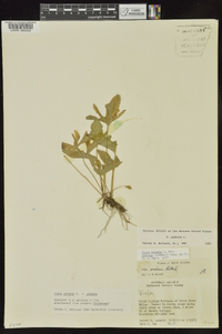 Viola palmata image