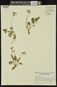 Viola palmata image