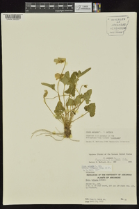 Viola palmata image