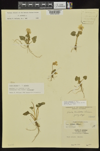 Viola palmata image