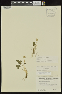 Viola palmata image