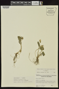 Viola palmata image